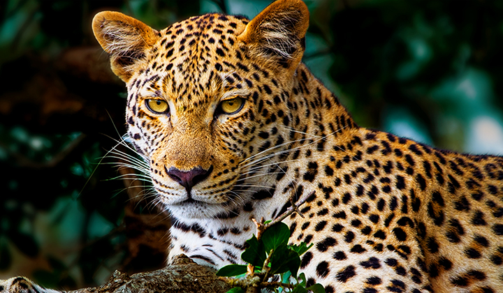 Lines animate across a very dull and almost gray image of a leopard in a forest as if a supercomputer is analyzing the elements in the frame. A laser traces the leopard's silhouette and then it is enhanced to be brighter, sharper, and more colorful. The background also transforms from left to right, now with improved contrast, depth, and colors. 
