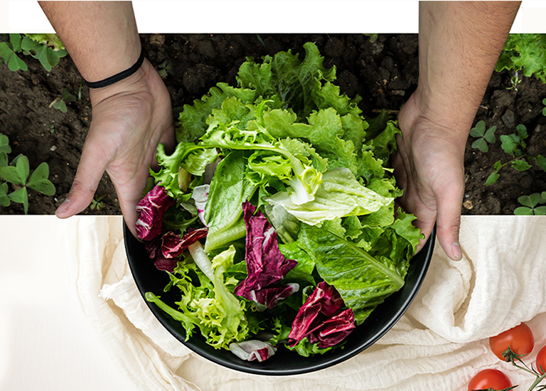 Hands holding a bowl of freshly picked mixed salad greens from a garden, placed on a white cloth with tomatoes nearby.