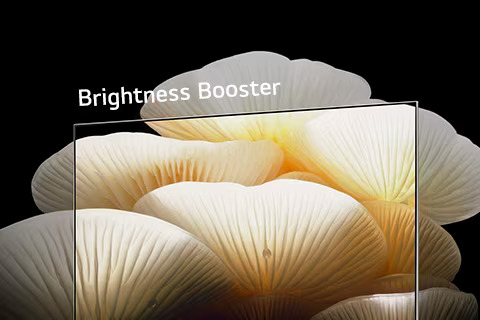 Posé screen shows the bright, clear details of white mushrooms as they extend past the TV’s frame.	