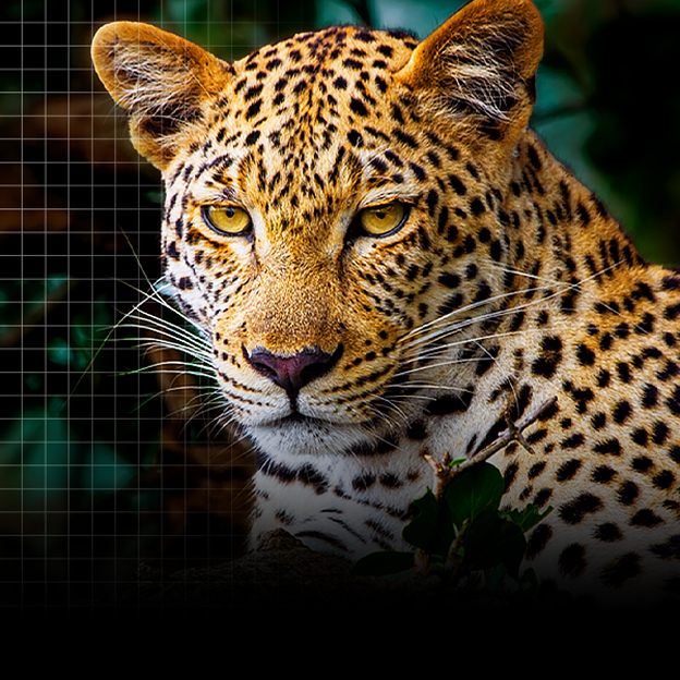 Vidéo LG TV comparant image de léopard avant et après amélioration, illustrant l'optimisation des détails par AI Picture Pro.