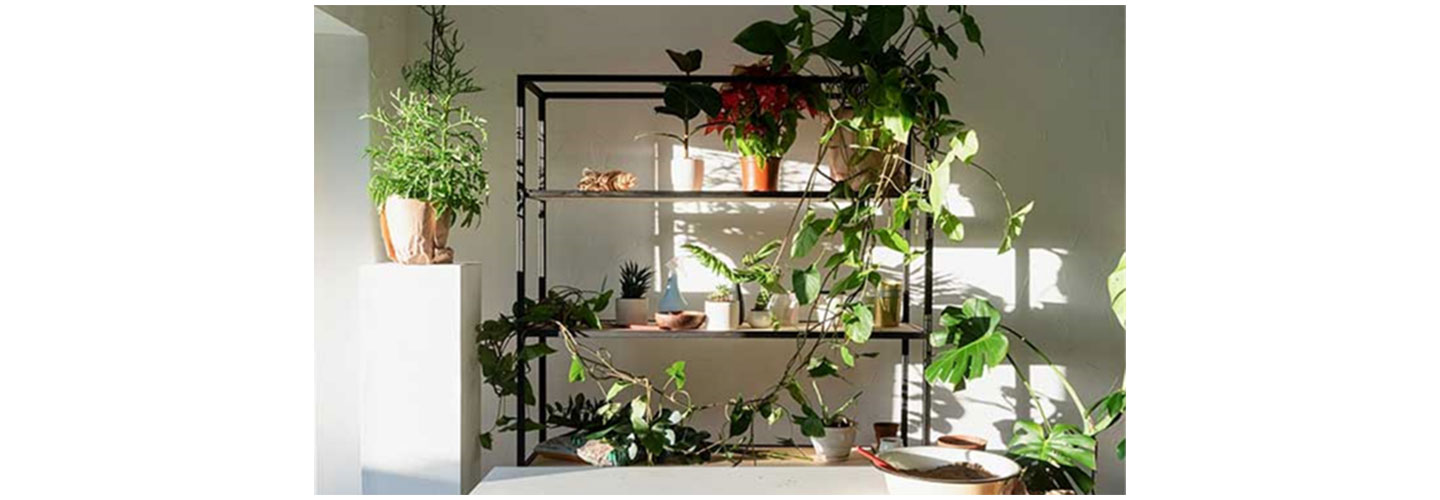 A variety of plants are arranged on a shelf