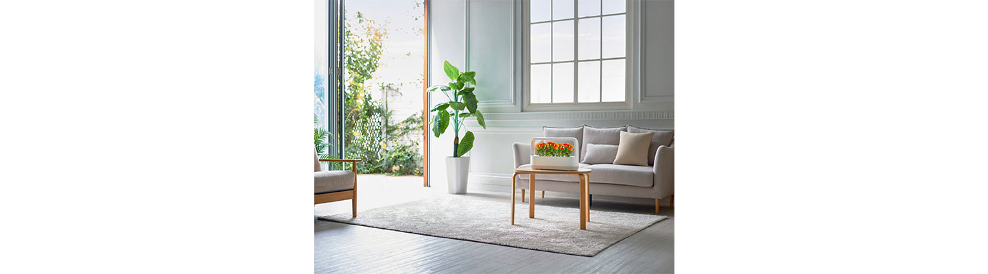 LG tiiun mini placed on a table in the middle of a well furnished living room decorated with a pot of plant and sofa