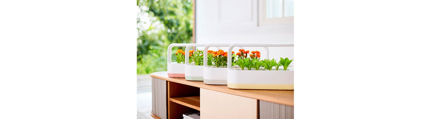 LG tiiun mini is growing herbs and marigolds