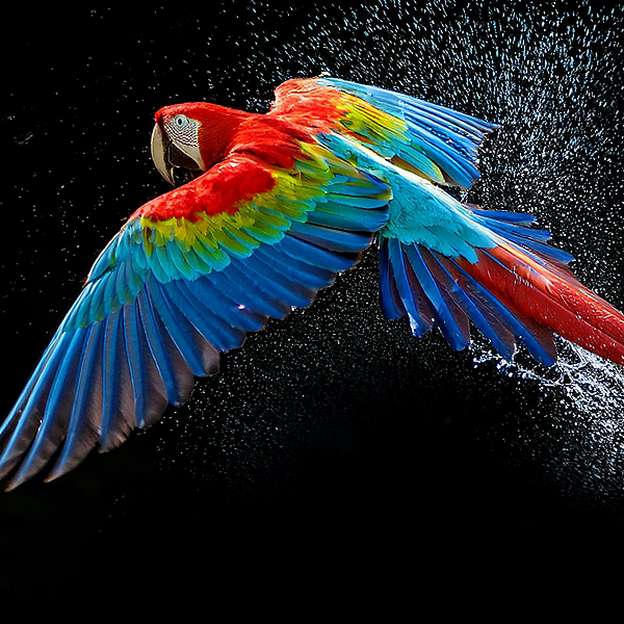 LG OLED TV showing vivid parrot feathers illustrates Perfect Color accuracy and rich color expression.