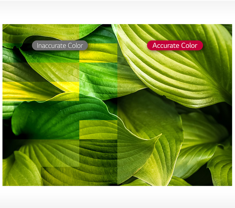 D09_ID-LED-07-Vividness-with-Color-Accuracy__1554427217880_1555582205864